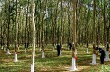 Giá cao su Tocom tăng trở lại sau 5 phiên giảm 