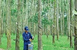AgroMonitor: Giá cao su thế giới ngày 2/6/2014 
