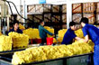 Nhiều biện pháp chủ động ứng phó với tình hình tiêu thụ và diễn biến giá cao su những tháng cuối năm