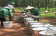 5 tháng đầu năm xuất khẩu cao su giảm 20,5% 