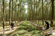 Nông nghiệp 6 tháng đầu năm: Tín hiệu sáng trở lại 