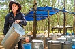 Cần chính sách hỗ trợ người trồng cao su