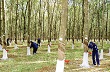 Công ty TNHH MTV cao su Chư Prông: Tích cực tìm kiếm thị trường