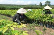 Nhiều giải pháp phát triển cao su tại Kon Tum
