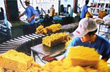Mở rộng đối tượng tín dụng xuất khẩu đối với mặt hàng cao su 