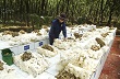 Giải pháp đảm bảo năng suất, sản lượng cao và bền vững tại Cao su Phú Riềng