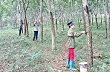 Huyện Thạch Thành tập trung chăm sóc, phát triển cây cao su 