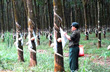 Campuchia: Xuất khẩu cao su tăng mạnh