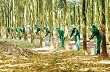 Đề xuất giảm tuổi nghỉ hưu lao động nữ cạo mủ cao su