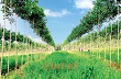 Đa dạng hóa cây trồng để nâng cao giá trị đất cao su 