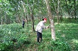 Thanh Hoá: Trồng mới cao su năm 2014, khó đạt kế hoạch