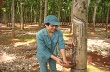 AgroMonitor: Giá cao su thế giới ngày 12/11/2014