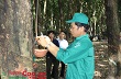 Cao su Tây Ninh dẫn đầu tiến độ thực hiện kế hoạch sản lượng