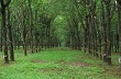 Mô hình xen canh rau màu trong vườn cao su cho hiệu quả cao