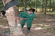 Tăng năng suất vườn cây để bù giá bán thấp