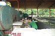 Doanh nghiệp cao su Kon Tum tìm cách vượt khó