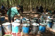 Cao su Việt Nam đầu tư mạnh vào Lào và Campuchia
