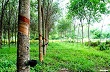 Ngành cao su Thái Lan: khó khăn vẫn còn ở phía trước