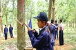 Ngành cao su nỗ lực giữ giá