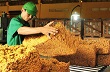 Tìm giải pháp hạn chế xuất khẩu để tăng giá cao su