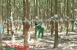Hội thi Thợ giỏi toàn ngành: Thi thực hành 80 cây