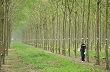 Cao su Việt Nam: Mở rộng thị trường, phát triển bền vững