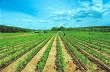 VRG: Cánh chim đầu đàn trong ngành cao su Việt Nam
