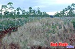 Nông trường 7 (Cao su Lộc Ninh):750 ha cao su trồng xen lúa, cây ngắn ngày