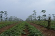 Hiệu quả từ trồng xen canh ở Nông trường Cồn Tiên 