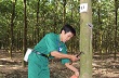 Cty CP Cao su Phước Hòa: Nỗ lực vượt khó