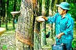 Lối thoát nào cho cây cao su ? 