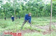 “Dự án trồng cao su ở Campuchia có ý nghĩa lớn”
