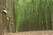 Giá cao su giảm, doanh nghiệp ước lợi nhuận quý II thấp