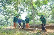 Giảm suất đầu tư – vấn đề sống còn của ngành cao su