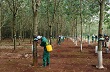 Công nhân yên tâm lao động, bám vườn cây