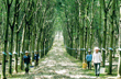 Kết quả SXKD 9 tháng và nhiệm vụ 3 tháng cuối năm 2013 của VRG : Còn nhiều khó khăn, thách thức 