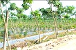 Trảng Bàng: Diện tích cây cao su ngày càng mở rộng
