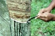 Xuất khẩu cao su Campuchia tăng 32% trong nửa đầu năm nay