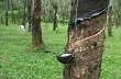 Ngày 20/9: Giá cao su Tocom giảm do yên tăng