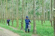 Giá cao su xuất khẩu giảm mạnh