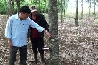Giải pháp giữ ổn định diện tích cao su ở Phú Yên 