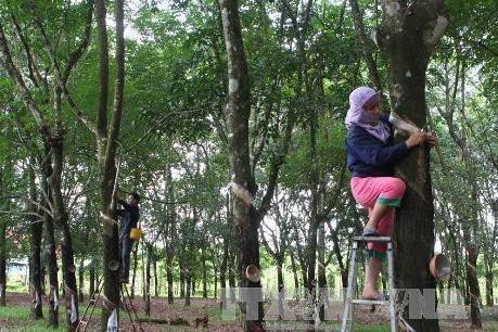 Ngành cao su Thái Lan đương đầu với khó khăn