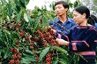 Chỉ đạo, điều hành của Chính phủ, Thủ tướng Chính phủ nổi bật trong tuần từ 8-12/7/2013