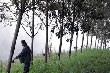 Ba nước Đông Nam Á nhất trí giảm xuất khẩu mủ cao su 