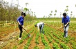 Kinh nghiệm trồng xen hoa màu tại Cao su Quảng Trị