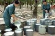 Chậm nắm bắt, cao su Việt mất cơ hội