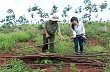 Bình Phước: Triệt phá các vụ chặt hạ cao su trên địa bàn huyện Bù Đăng