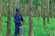 Giá cây cao su giống tăng cao nhất từ trước tới nay, “cháy” hàng