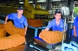 Nhất thiết phải có quy chuẩn quốc gia chất lượng cao su