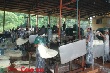 Cần quan tâm chất lượng mủ nguyên liệu tại vườn cây